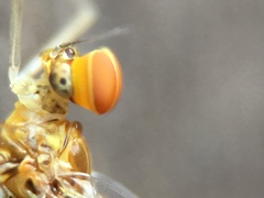 Ephemeroptera
