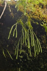 Phlegmariurus gnidioides