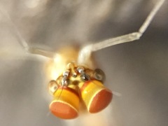 Ephemeroptera