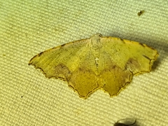 Epicompsa xanthocrossa