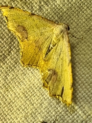 Epicompsa xanthocrossa