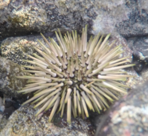 Echinometra mathaei