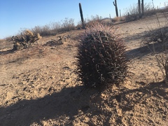 Ferocactus emoryi emoryi