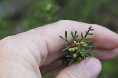 Cyanothamnus occidentalis