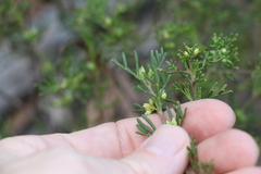 Cyanothamnus occidentalis