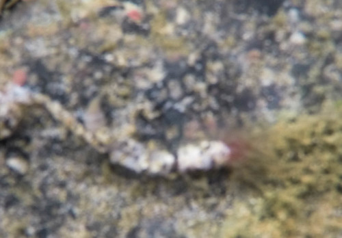Sabellidae