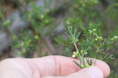 Cyanothamnus occidentalis