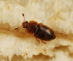 Epuraea unicolor