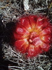 Drosera aliciae