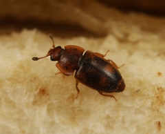 Epuraea unicolor
