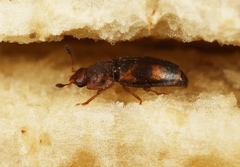 Epuraea unicolor