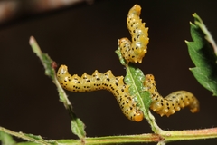 Pristiphora geniculata