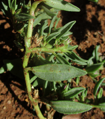 Sesuvium hydaspicum
