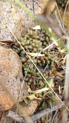 Anacampseros subnuda