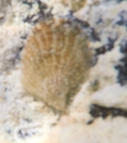 Bivalvia