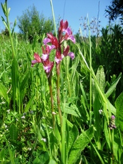 Anacamptis papilionacea papilionacea
