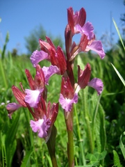 Anacamptis papilionacea papilionacea