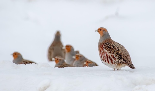 Gray Partridge