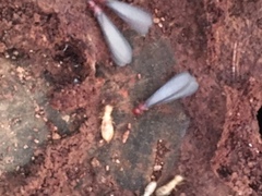 Zootermopsis nevadensis