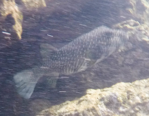 Arothron hispidus
