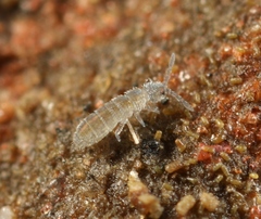 Parisotoma notabilis