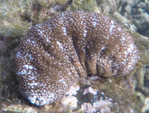 Actinopyga varians