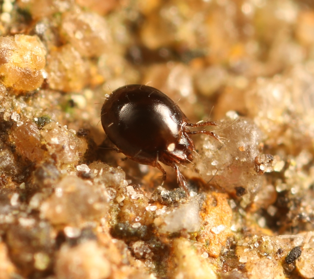 Ceratozetidae