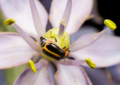 Attalus circumscriptus