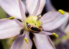 Attalus circumscriptus