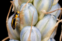 Attalus circumscriptus