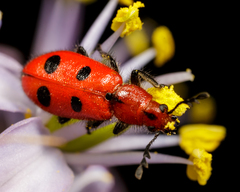 Pelonides quadrinotata