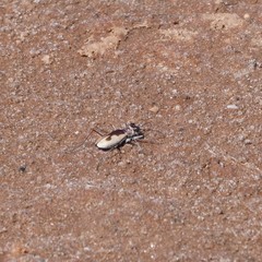 Rivacindela leucothrix