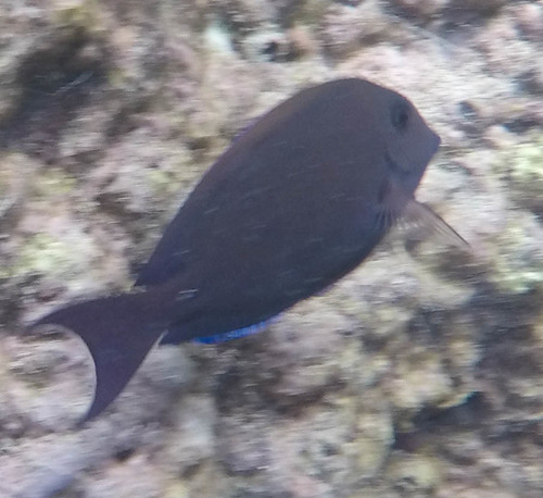 Acanthurus nigrofuscus