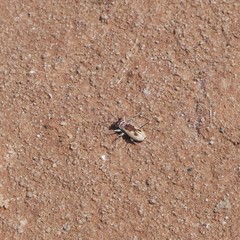 Rivacindela leucothrix