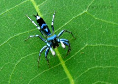 Cosmophasis valerieae