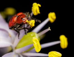 Pelonides quadrinotata
