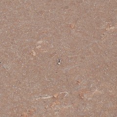 Rivacindela leucothrix