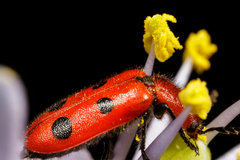 Pelonides quadrinotata