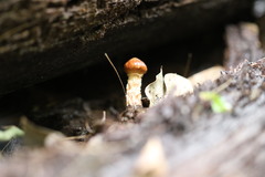 Austroboletus lacunosus