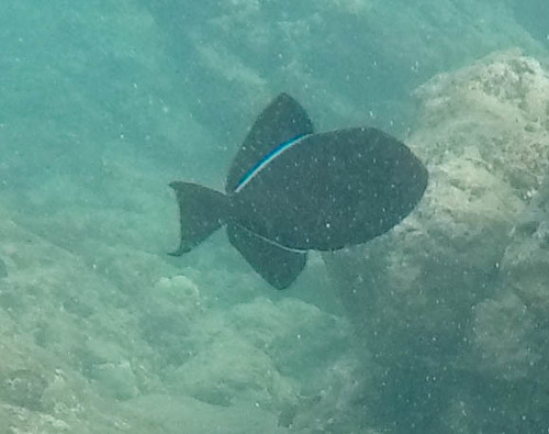 Melichthys niger