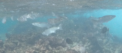 Mugiliformes