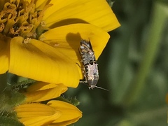 Lithariapteryx abroniaeella