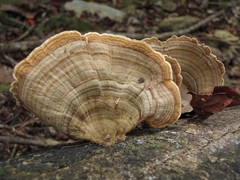 Trametes modesta