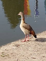 Alopochen aegyptiaca