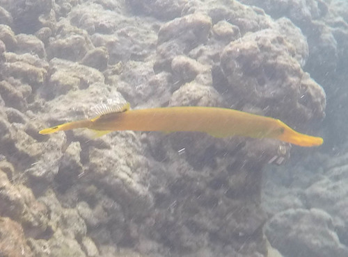 Aulostomus chinensis