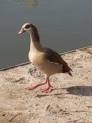 Alopochen aegyptiaca