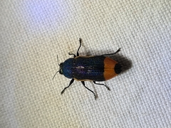 Castiarina kerremansi