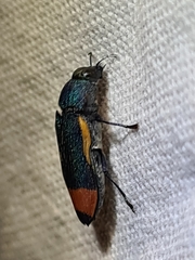 Castiarina kerremansi