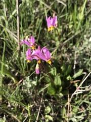 Primula pauciflora pauciflora