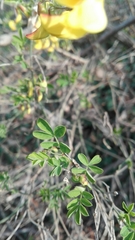 Hippocrepis emerus emerus